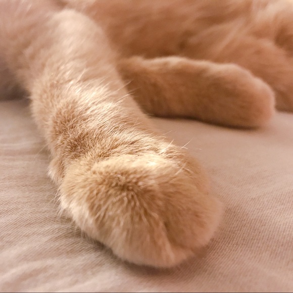 Meet your Posher, Sisi - Picture 1 of 1